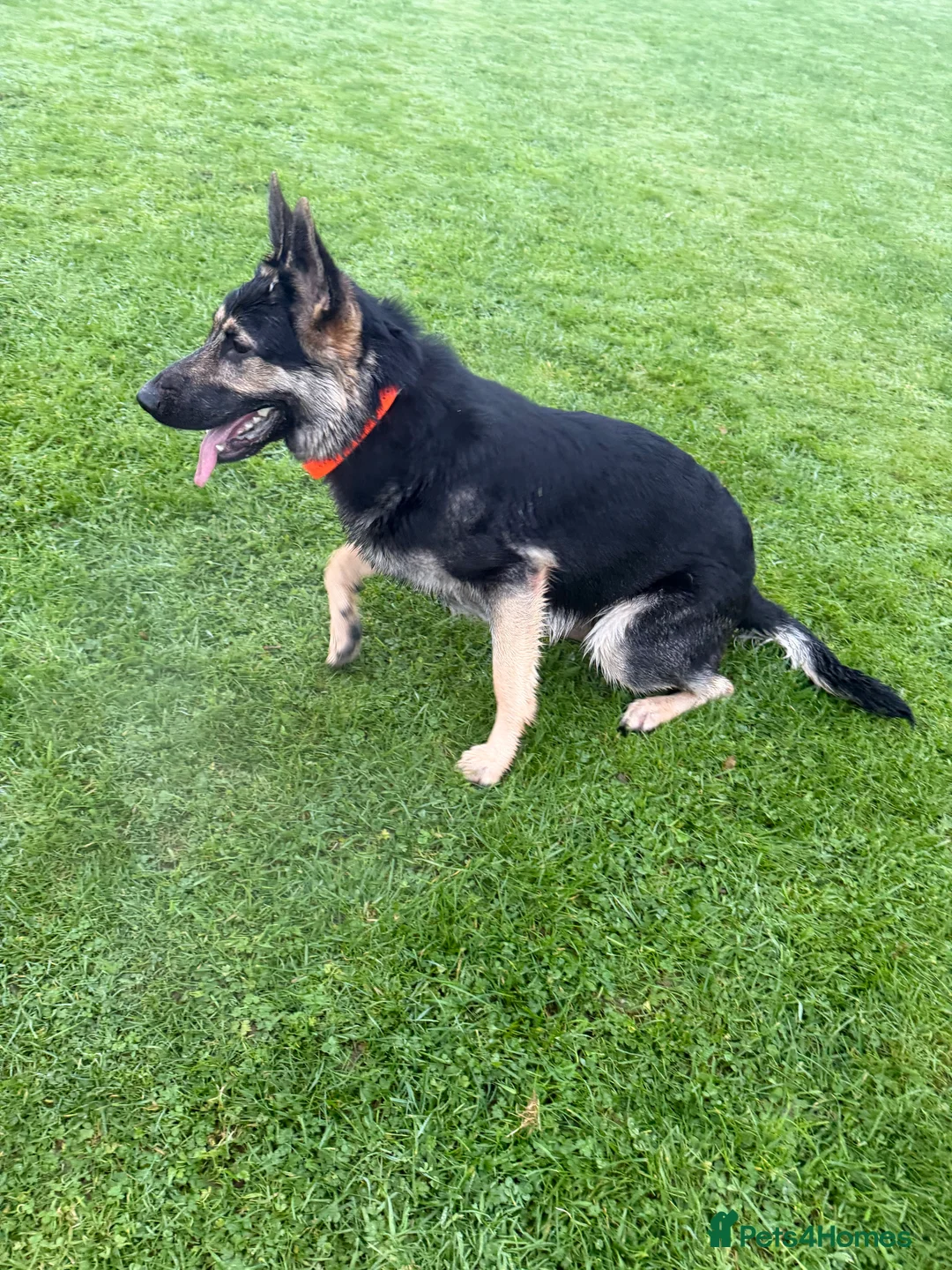 German Shepherd dogs for sale: Young German shepherd male  - Advert 16
