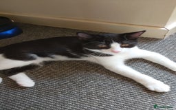 Mixed Breed cats for sale: One little tuxedo 🥰 - Image 11