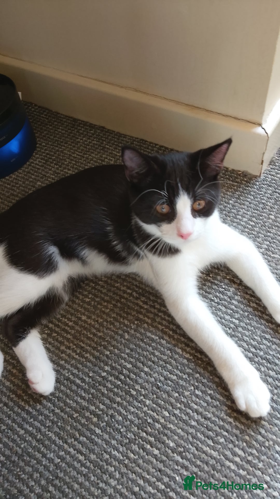 Mixed Breed cats for sale: One little tuxedo 🥰 - Image 11