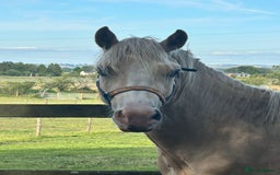 Welsh Section D horses for sale: Stunning palomino Section D - Image 1