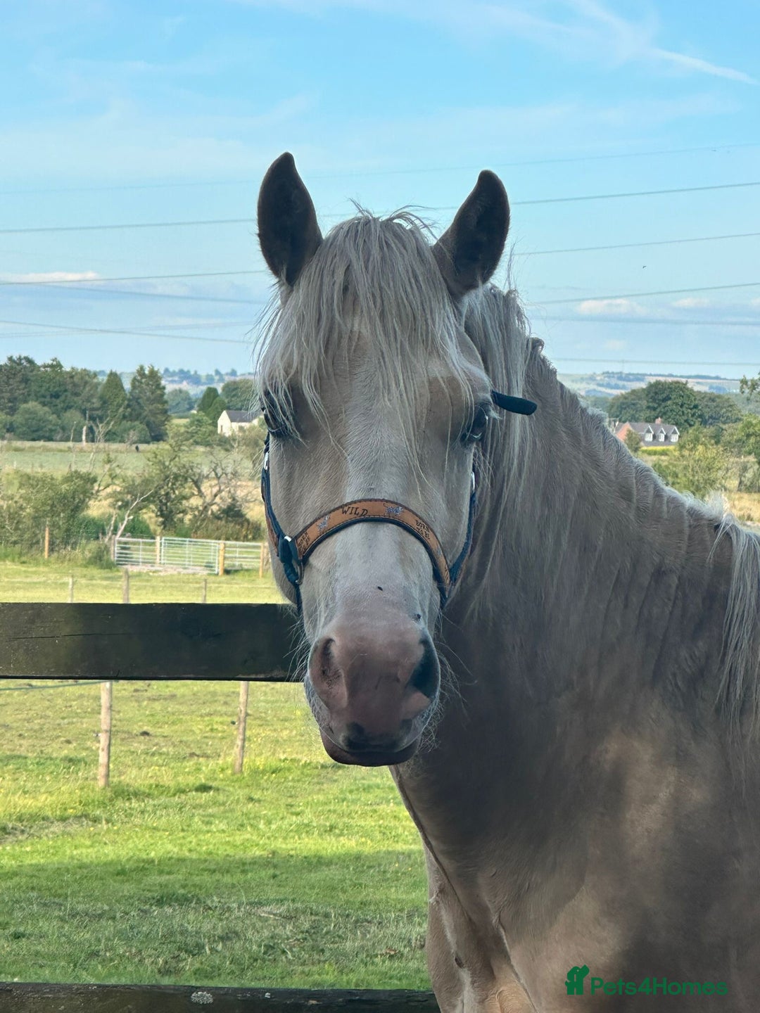 Welsh Section D horses for sale: Stunning palomino Section D - Image 1
