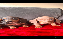 Miniature Dachshund dogs for sale: Beautiful miniature dachshund  - Image 7