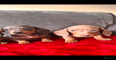 Miniature Dachshund dogs Beautiful smooth hair miniature dachshund  - Advert 1