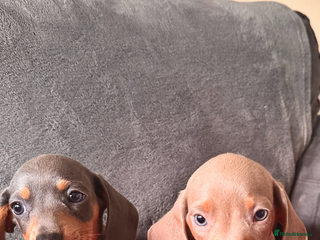 Miniature Dachshund dogs Beautiful smooth hair miniature dachshund - Advert 3