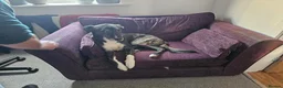 Lurcher dogs for sale: Loki - 5 year old lurcher boy in Holyhead - Advert 11