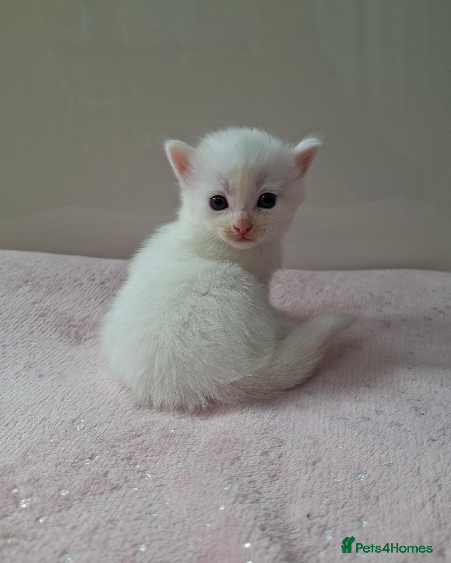 Mixed Breed cats 🐾 Adorable Kittens – Taking Reservations Now! - Advert 21