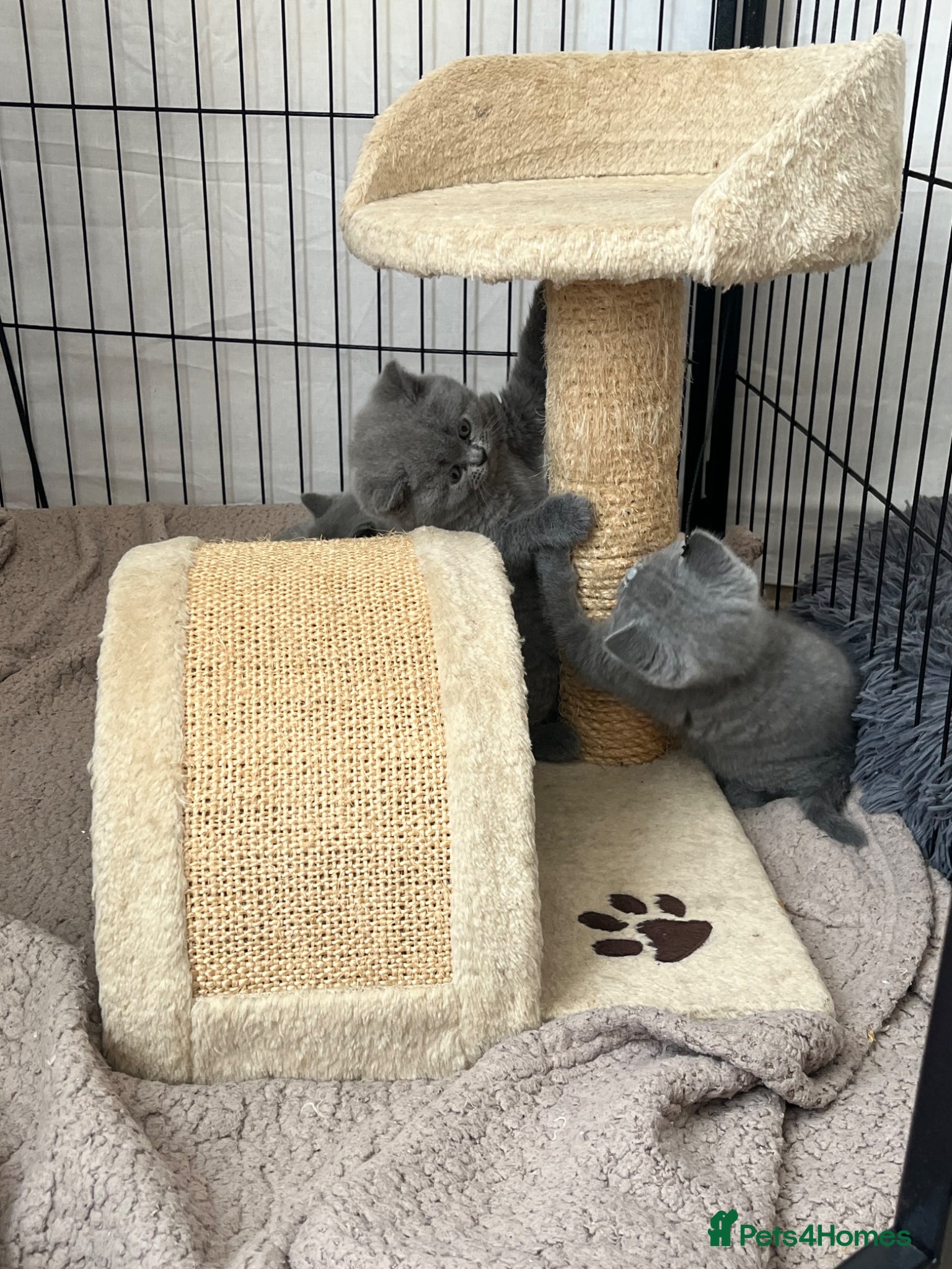 British Shorthair cats for sale: Beautiful British Shorthair Kittens - Only 4 left in Gravesend - Advert 5