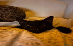 Domestic Shorthair cats for sale: Cute Black Kitten! - Image 8