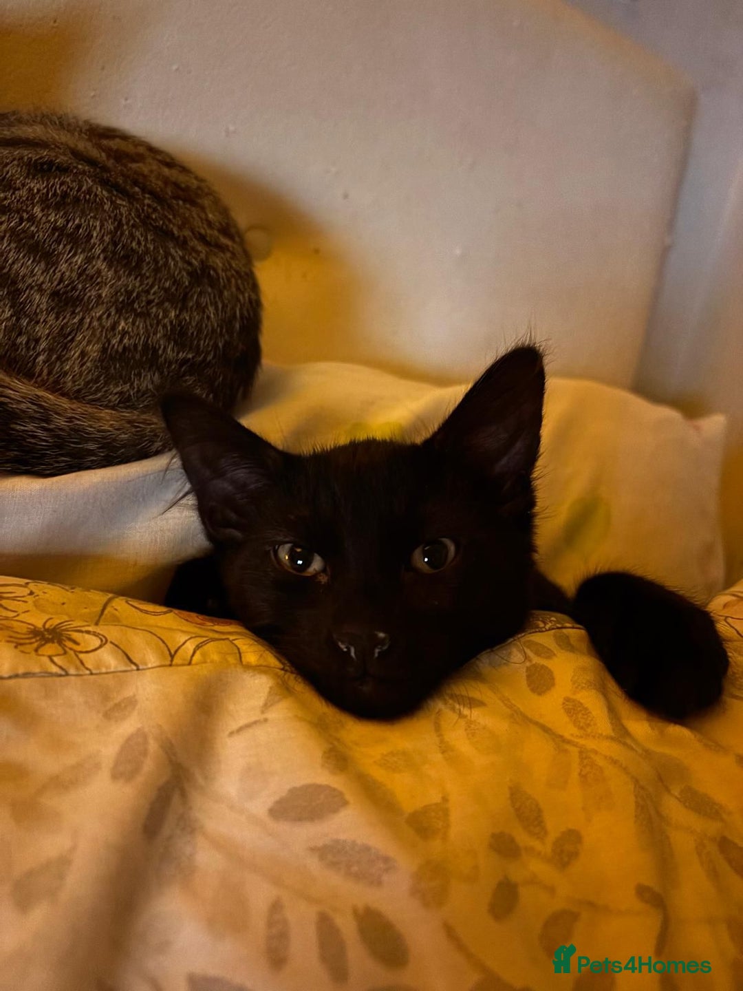 Domestic Shorthair cats for sale: Cute Black Kitten! - Image 8