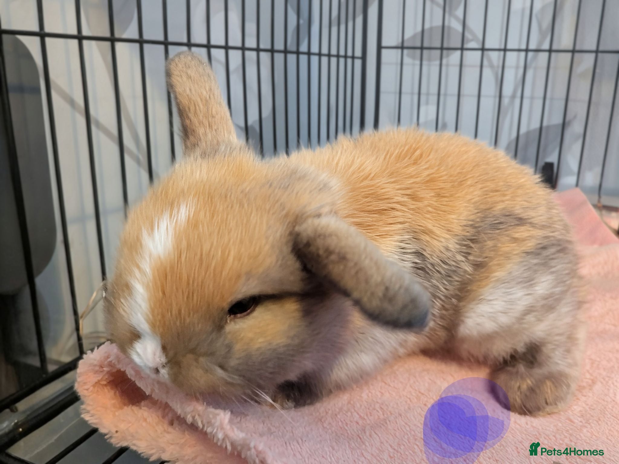 Mini Lop rabbits Pure bred mini lops for reserve 2 LEFT - Advert 20