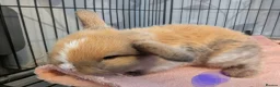 Mini Lop rabbits for sale: 9 week old Pure bred mini lops for reserve 2 LEFT - Advert 1