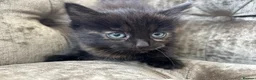 Mixed Breed cats for sale: Long haired female kittens  - Advert 3