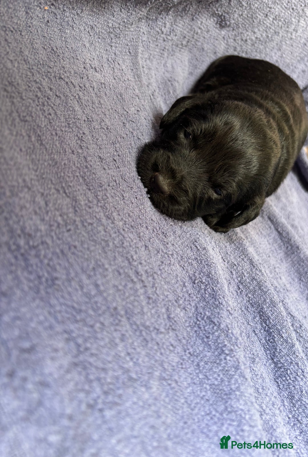 Labradoodle dogs for sale: F1 Labradoodle puppy’s  - Image 5