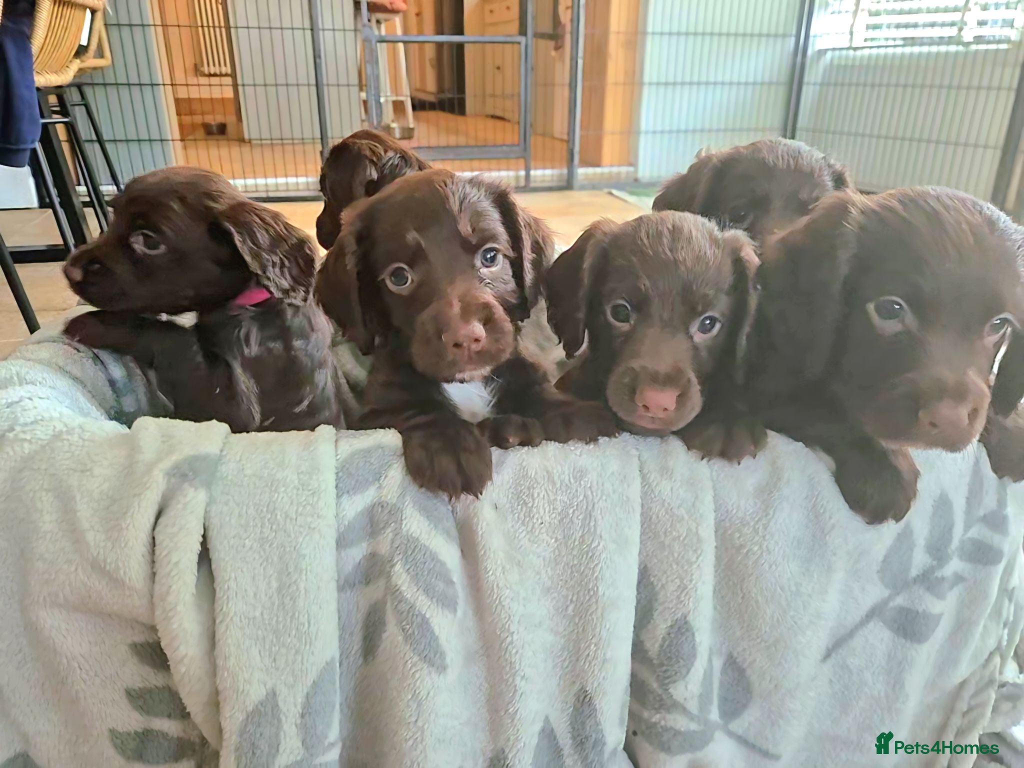 Sprocker dogs Working Sprocker Chocolate Puppies for sale - Advert 1