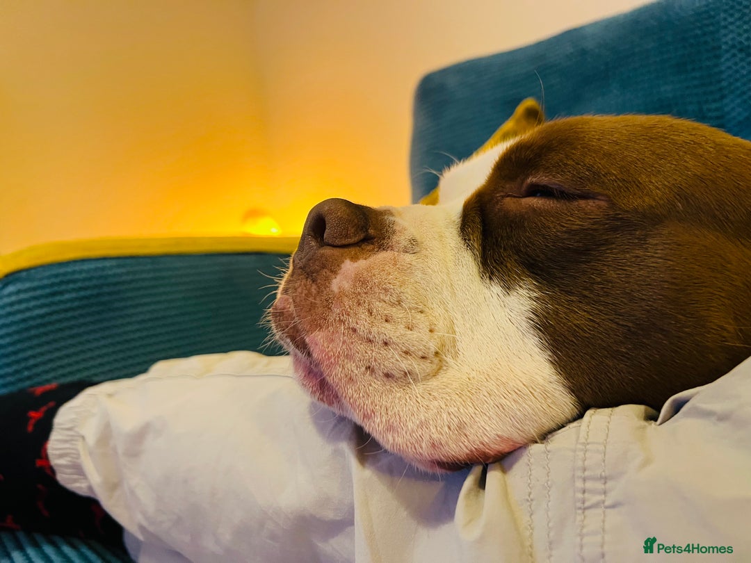 Dorset Olde Tyme Bulldogge dogs for sale: Reggie, looking for a loving family environment - Advert 5