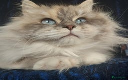 Siberian cats for sale: Siberian kittens for sale  - Image 18