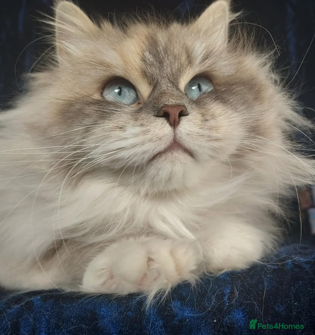 Siberian cats for sale: Siberian kittens for sale  - Image 18