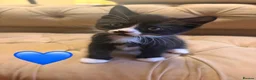 Mixed Breed cats for sale: Gorgeous Bundles of Fun - Advert 8