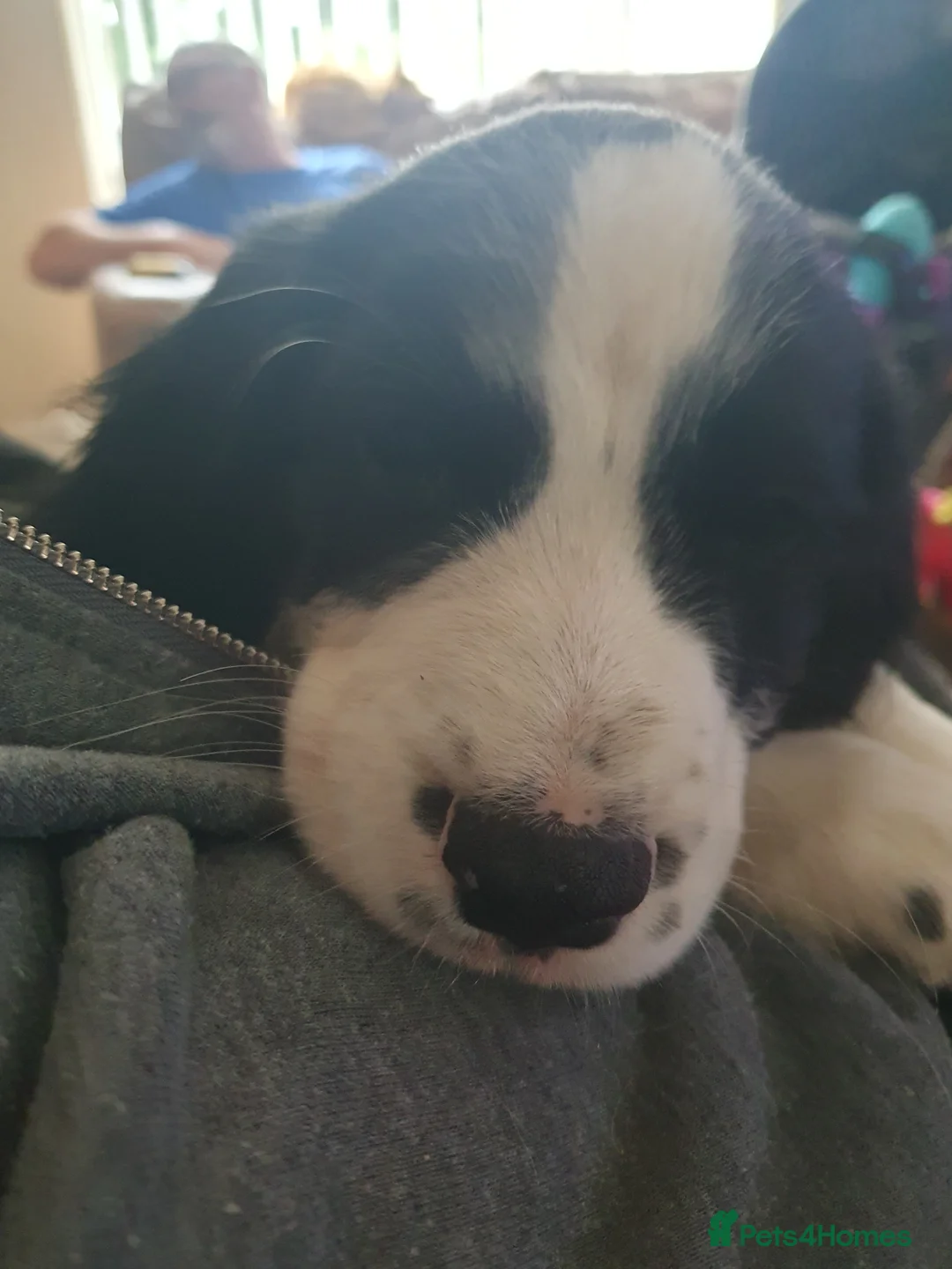 English Springer Spaniel dogs for sale: Engilish springer spaniel puppies  - Advert 2