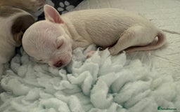 Chihuahua dogs for sale: Exquisite KC Registered Apple Chihuahua Puppies 💖 - Image 24