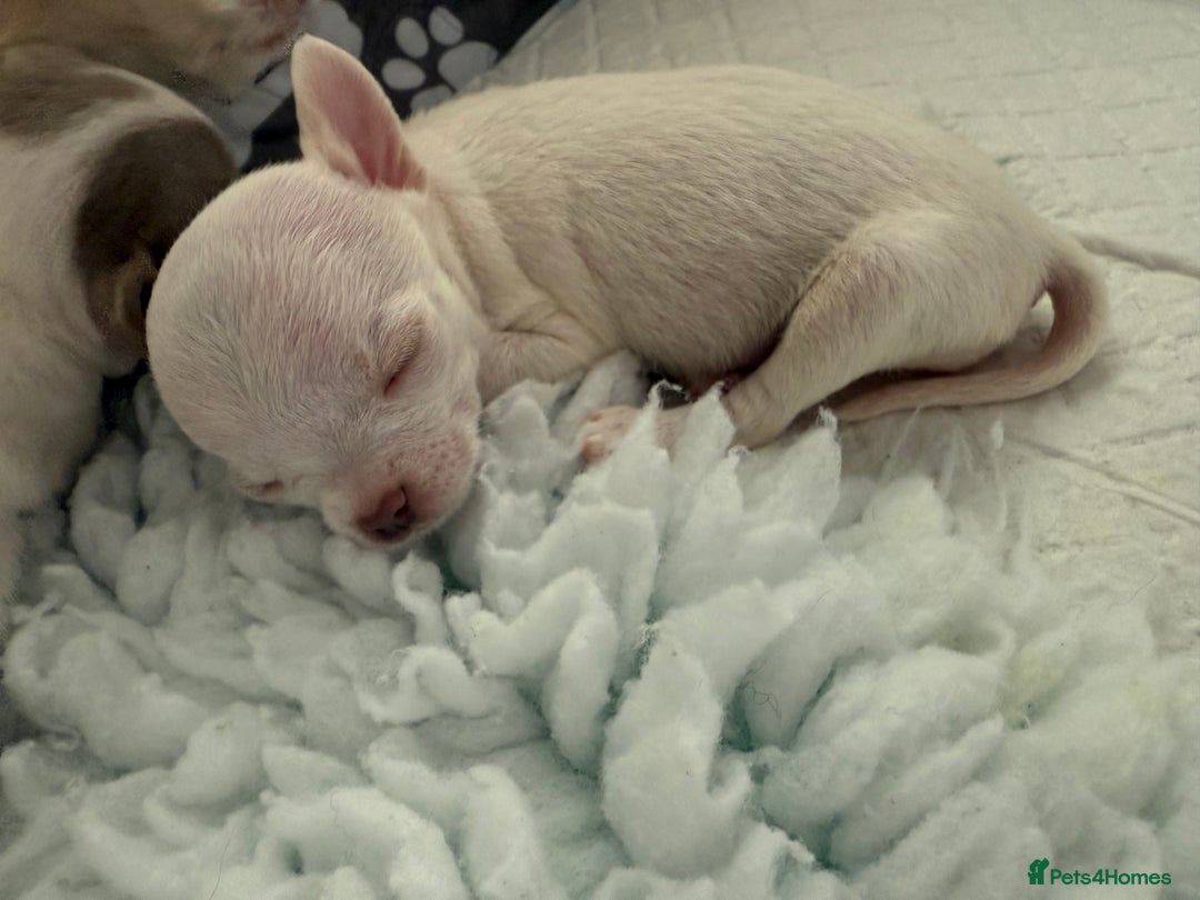 Chihuahua dogs for sale: Exquisite KC Registered Apple Chihuahua Puppies 💖 - Image 24