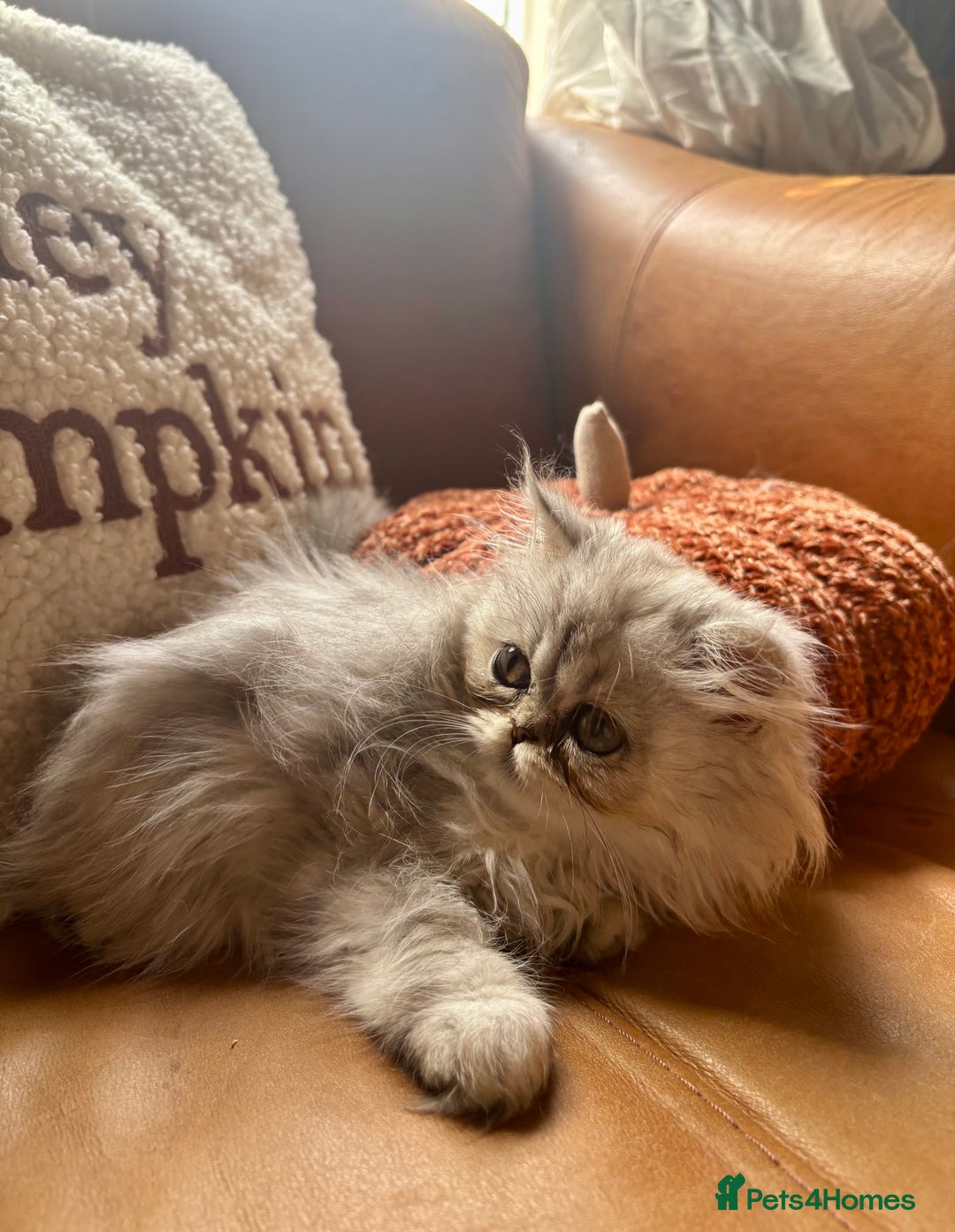 Persian cats for sale: Beautiful Pedigree Persians  - Image 15