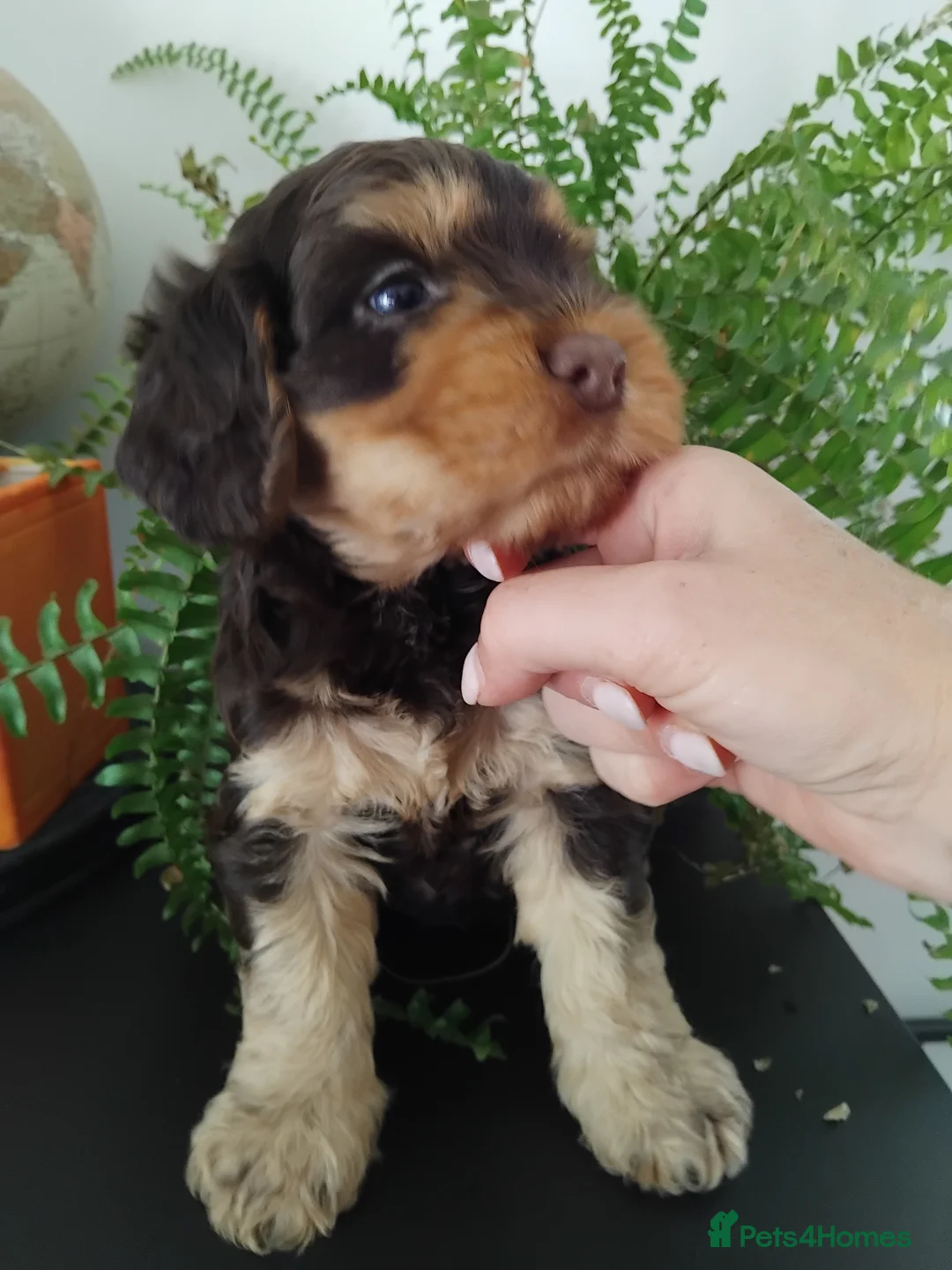 Cockapoo dogs for sale: 🐾 Beautiful Cockapoo Puppies 🐾75%cocker25%poodle - Advert 2