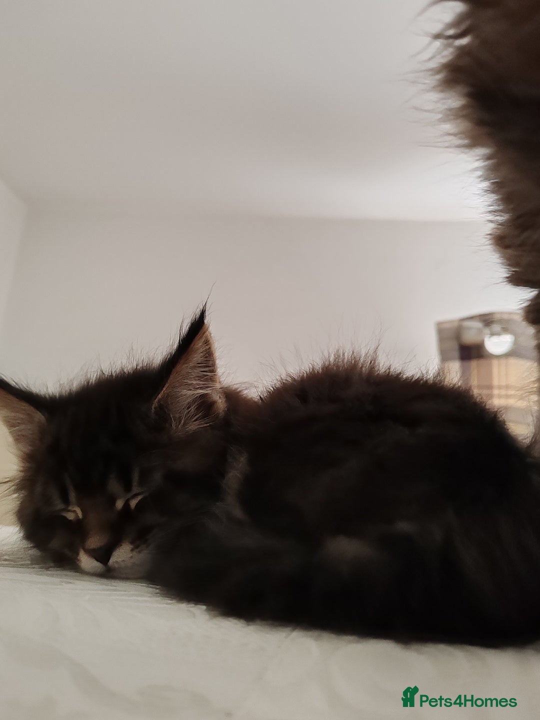 Maine Coon cats for sale: Maine coon kittens  - Advert 6