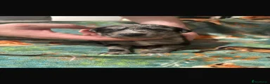 Lurcher 4