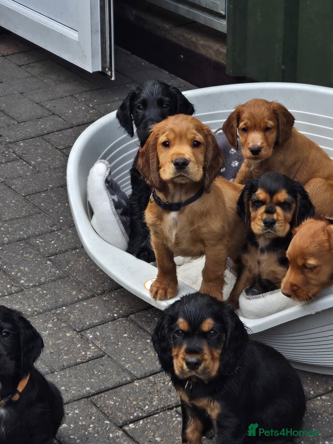 Cocker Spaniel dogs for sale: Mr Mark Hulme in Sandbach - Image 2