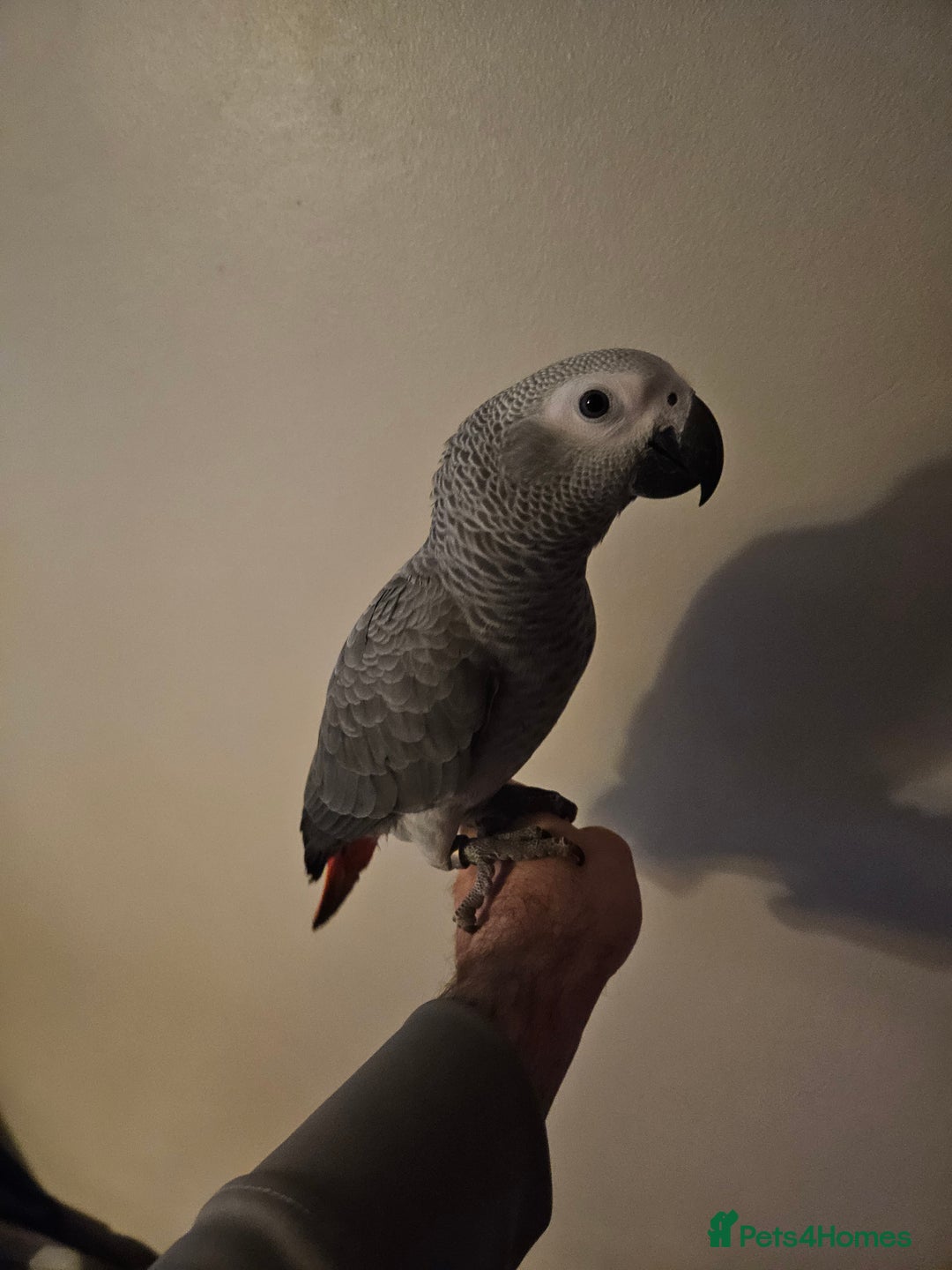 Parrots birds for sale: Baby female african grey super tame - Advert 4