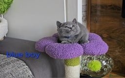 British Shorthair cats for sale: British Shorthair (last girl left) - Image 16