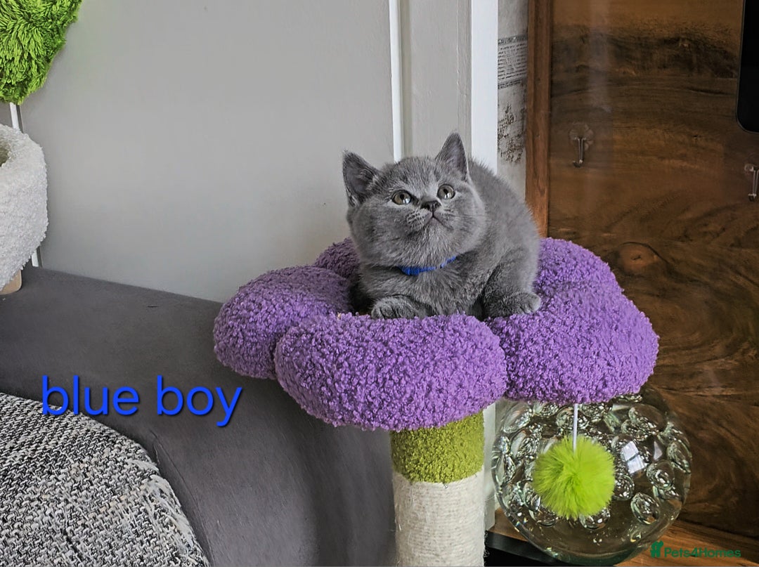 British Shorthair cats for sale: British Shorthair (last girl left) - Image 16