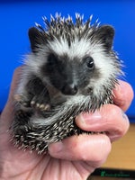 Pygmy Hedgehog rodents Stunning black assorted masked 8wk babies ready ! - Advert 3