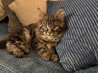 Maine Coon cats - Advert 5