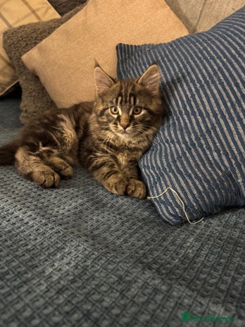 Maine Coon cats - Advert 1