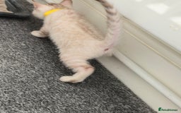 Bengal cats for sale: SNOW BENGAL BLUE EYES TICA PET/ACTIVE - Image 20
