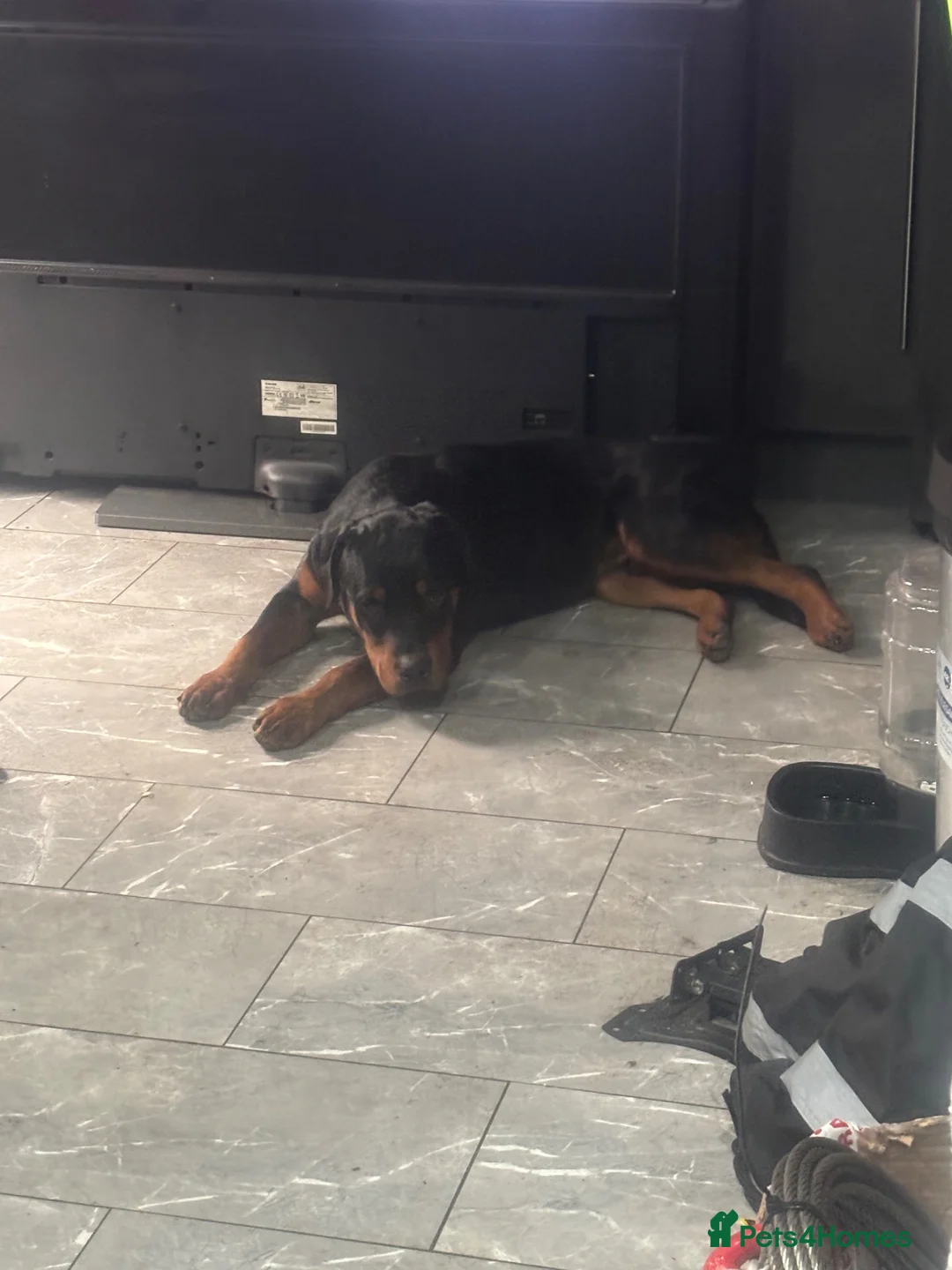 Rottweiler dogs for sale: 8 month old male Rottweiler  - Advert 3