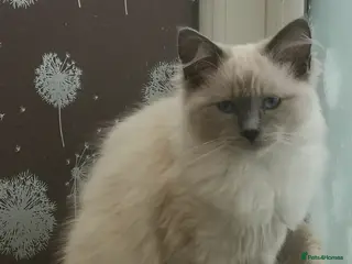 Ragdoll cats GCCF registered Ragdol kittens - Advert 4