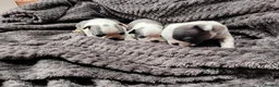 Boston Terrier dogs for sale: 6 beautiful Boston  - Advert 5