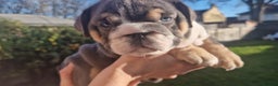 English Bulldog dogs for sale: PEDIGREE KC REGISTERED ENGLISH BULLDOGS - Advert 1