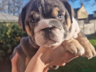 English Bulldog dogs PEDIGREE KC REGISTERED ENGLISH BULLDOGS - Advert 2