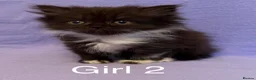 British Shorthair cats for sale: British shorthair X Persian kittens  - Advert 11