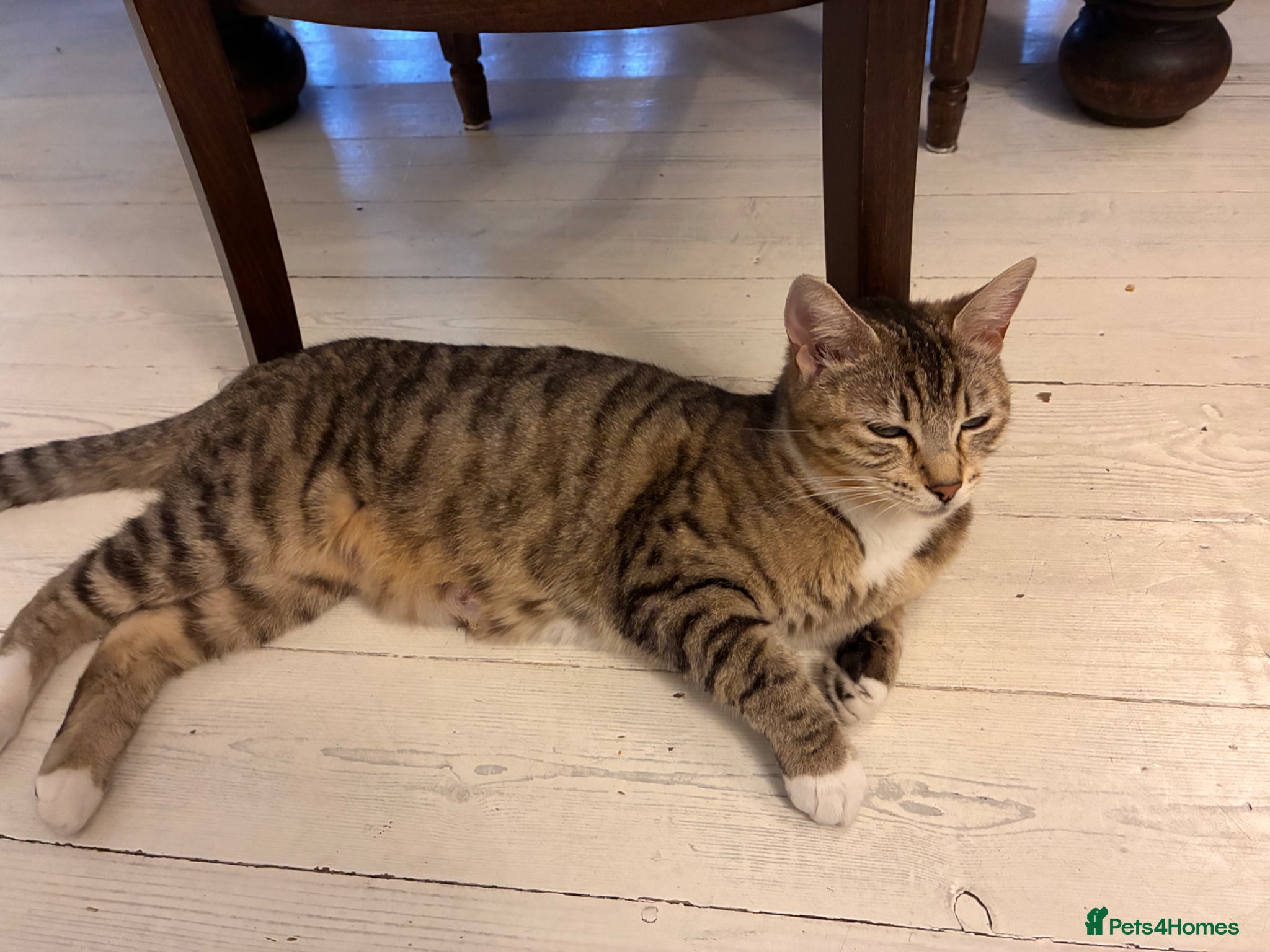 Mixed Breed cats for sale: Beautiful kittens, 1girl, 2 boys  - Advert 5