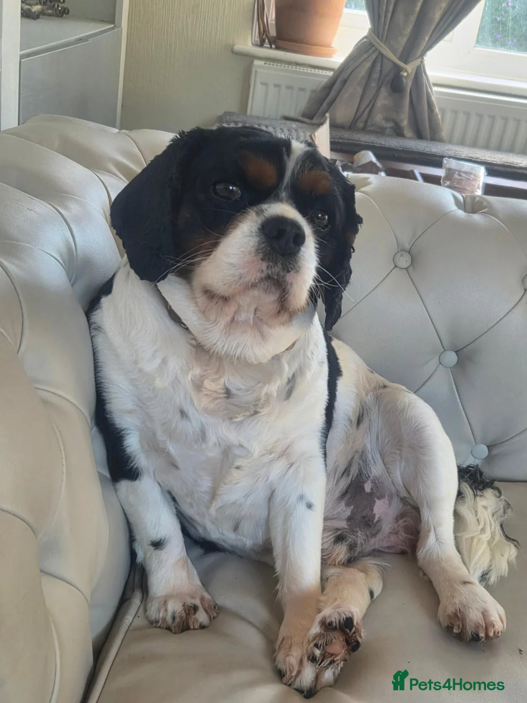 Cavalier King Charles Spaniel dogs for stud: Lovely character Sky would like to meet a girl  - Advert 2