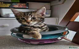 Russian Blue cats for sale: Mix Russian Blue and Maine Coon  - Image 1