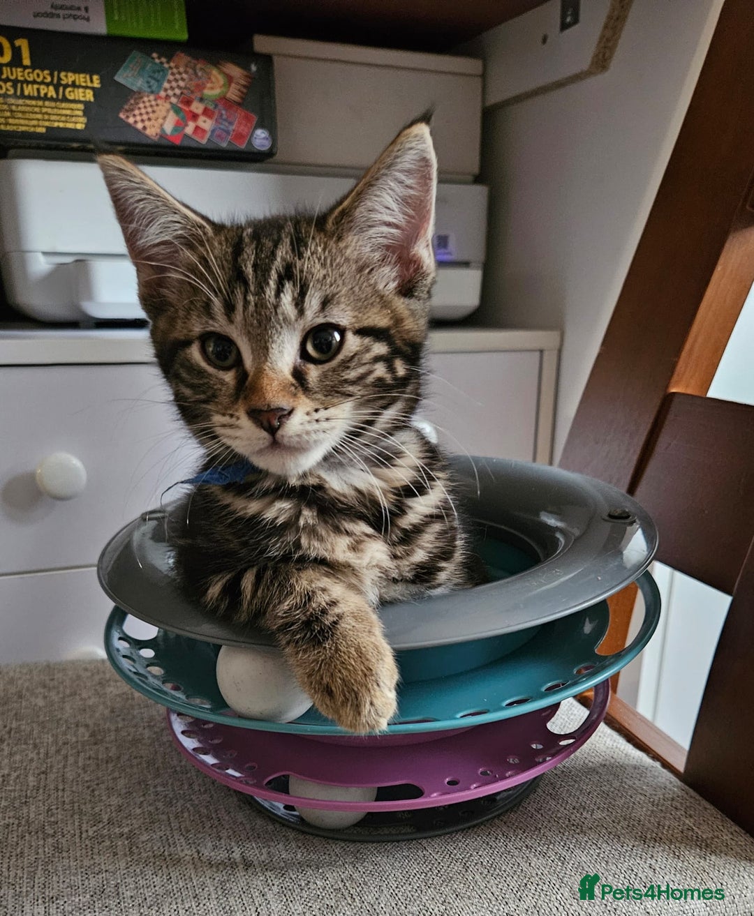 Russian Blue cats for sale: Mix Russian Blue and Maine Coon  - Image 1