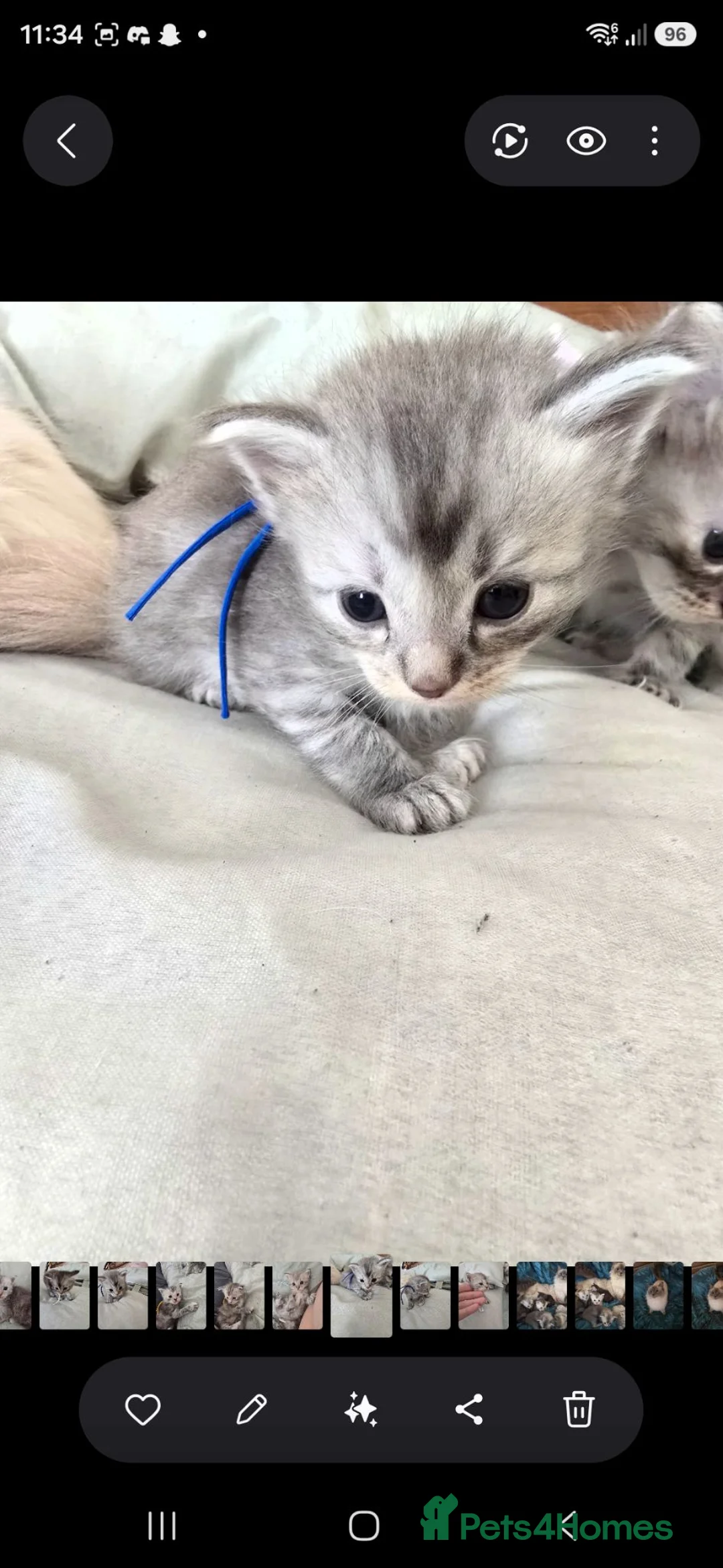 Mixed Breed cats for sale: Ragdoll cross maincoon  in Doncaster - Advert 2