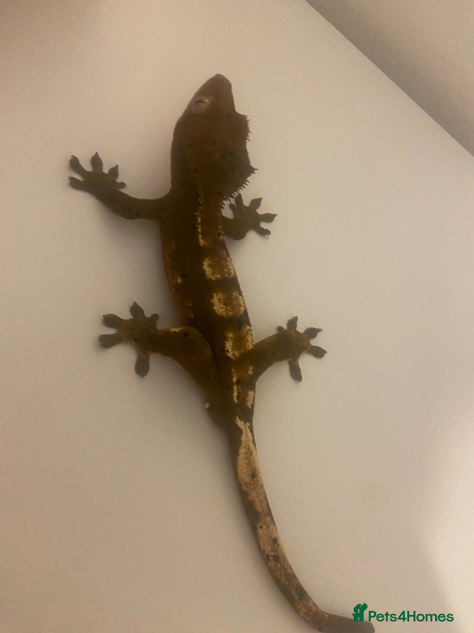 Gecko reptiles Male crested gecko  - Advert 1