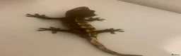 Gecko reptiles for sale: Male crested gecko  - Advert 1